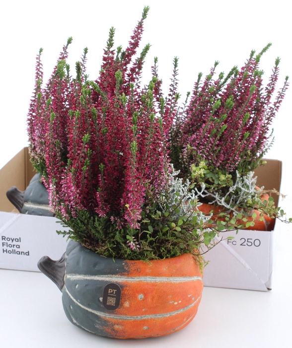 <h4>ARR TUINPLANTEN</h4>