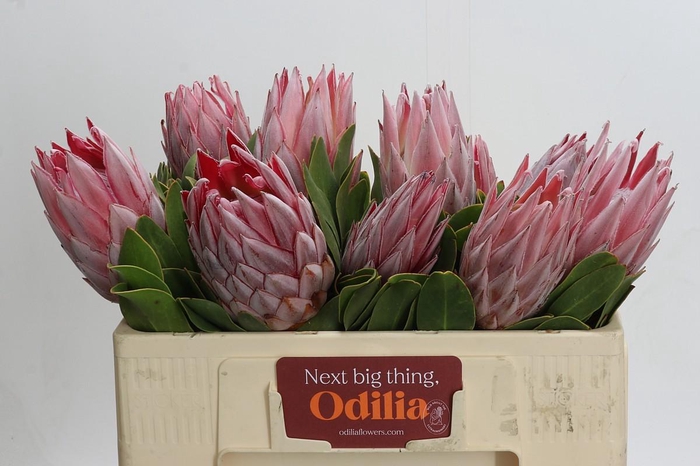 <h4>Protea Cynaroides</h4>