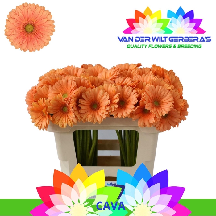 <h4>Germini Cava Water</h4>