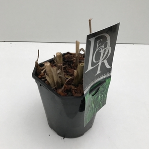 Graminées Miscanthus 'Giganteus'