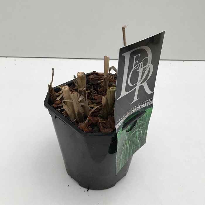 <h4>Graminées Miscanthus 'Giganteus'</h4>