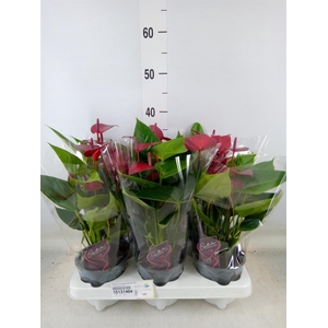 Anthurium (Andreanum Grp) Floriclon
