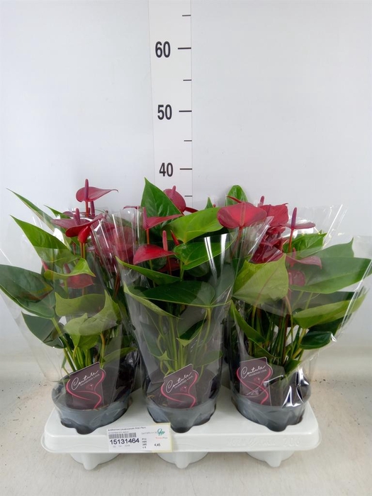 <h4>Anthurium (Andreanum Grp) Floriclon</h4>