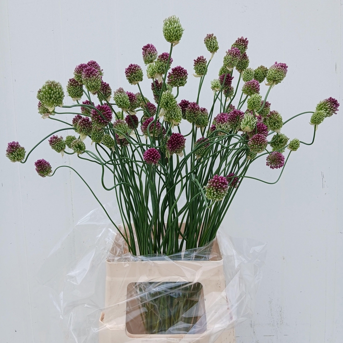 <h4>ALLIUM OV</h4>