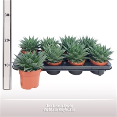 <h4>Aloe Aristata Special</h4>