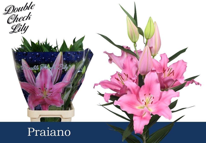 <h4>LI OR PRAIANO 5+</h4>