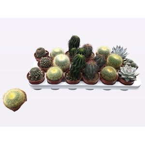 CACTUS + SUCCU GEM