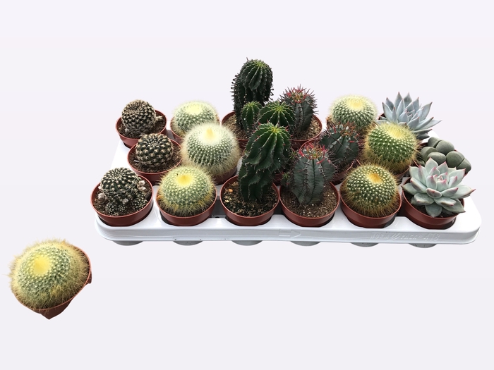 <h4>CACTUS + SUCCU GEM</h4>