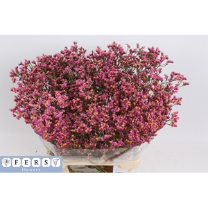 Limonium Princess Diamond Fers Flowers