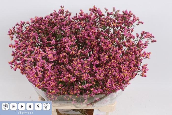 <h4>Limonium Princess Diamond Fers Flowers</h4>