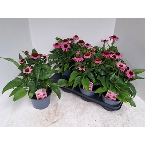 ECHINA SOMBRERO ROSE
