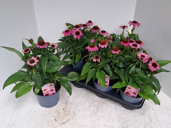 <h4>ECHINA SOMBRERO ROSE</h4>