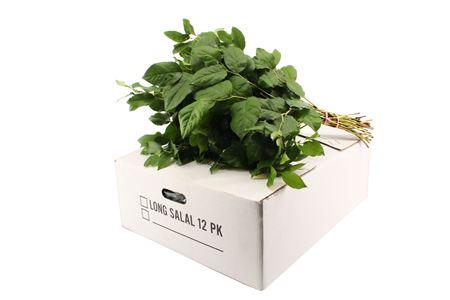 <h4>SALAL LONG X12</h4>