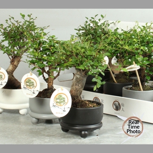 BONSAI GEM