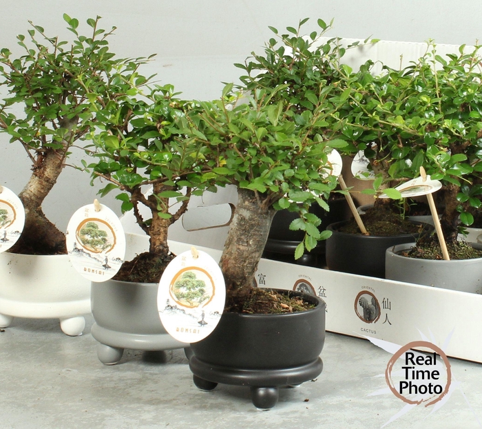 <h4>BONSAI GEM</h4>