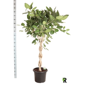 FICUS BENG AUDREY