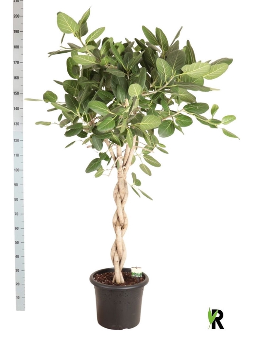 <h4>FICUS BENG AUDREY</h4>