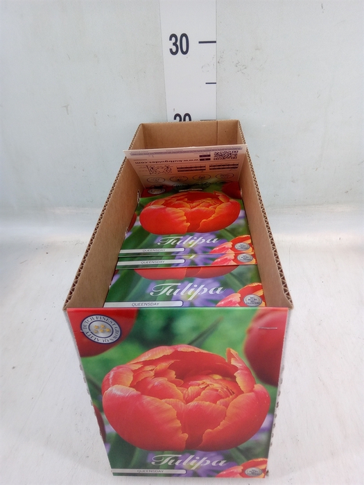<h4>Tulipa   ...flowerbulbs</h4>