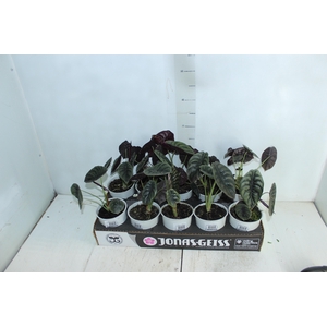 ALOCASIA CUPREA P12
