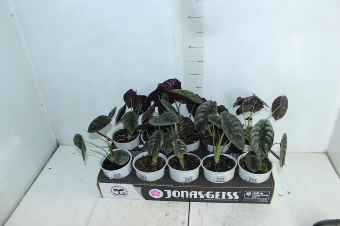 <h4>ALOCASIA CUPREA P12</h4>