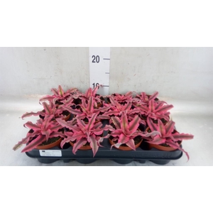 Cryptanthus bivittatus