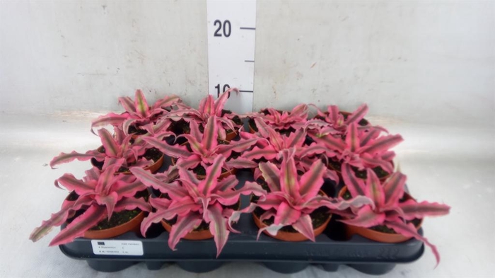 <h4>Cryptanthus bivittatus</h4>