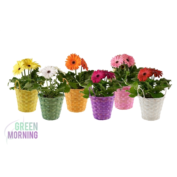 <h4>Gerbera in gekleurde bamboe mand 12 cm</h4>