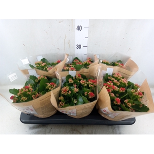Kalanchoe blos. 'RosDon Justino'