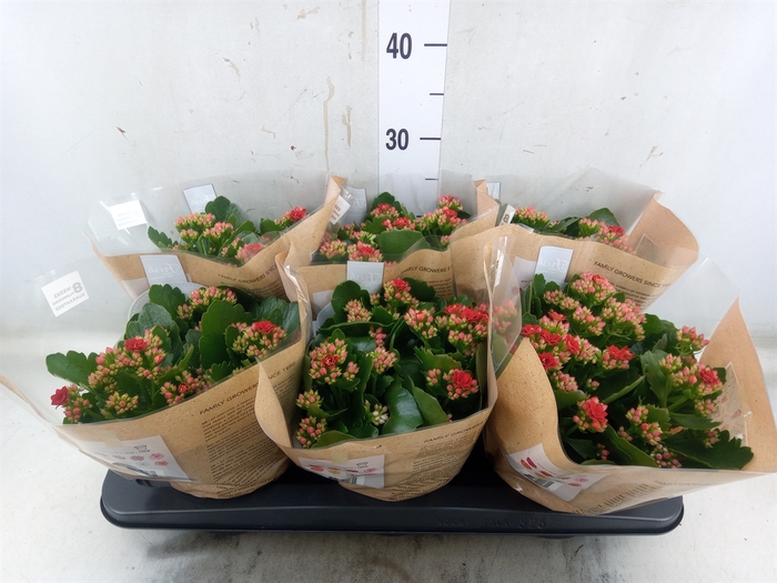 <h4>Kalanchoe blos. 'RosDon Justino'</h4>