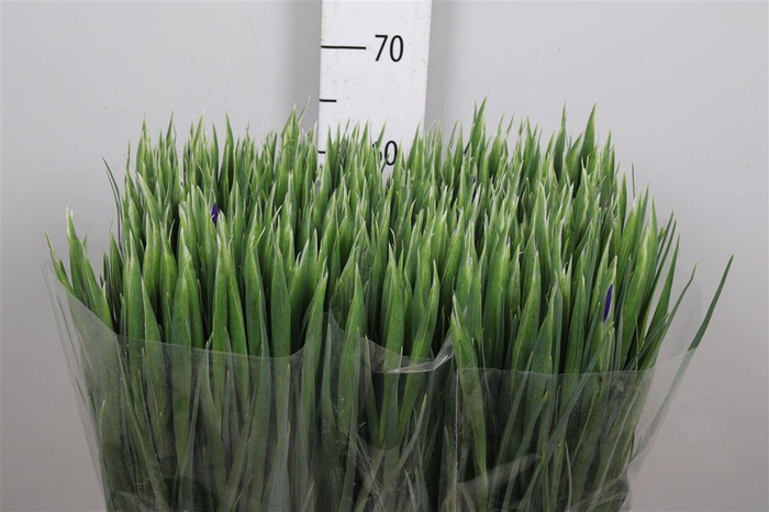 <h4>Iris Blue Magic</h4>