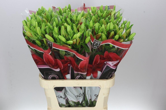 <h4>Lil Az Ducati</h4>