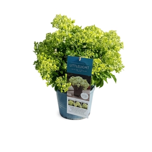 Hydrangea pan.