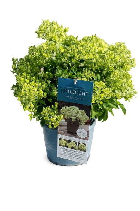 <h4>Hydrangea pan.</h4>