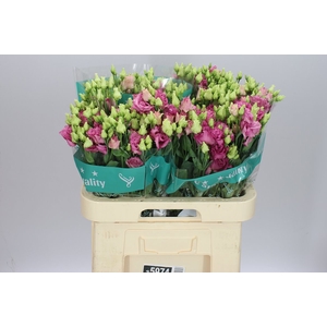 Eust Du Alissa Rose Pink