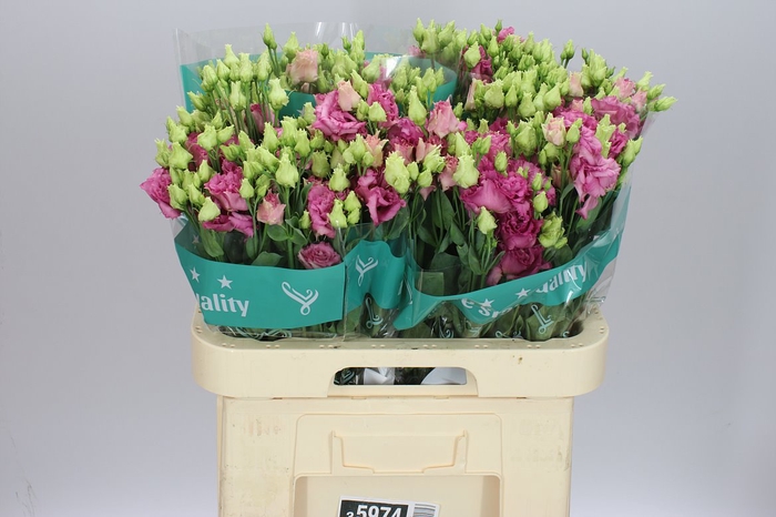 <h4>Eust Du Alissa Rose Pink</h4>