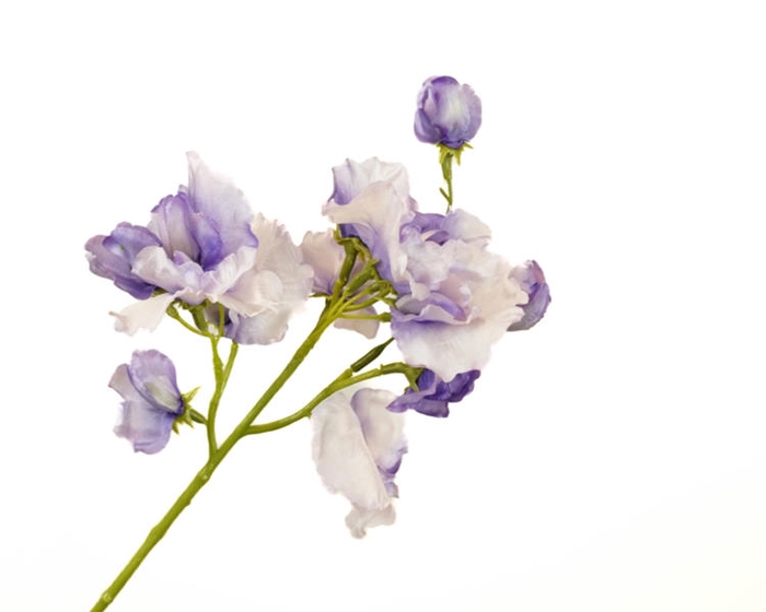 Lathyrus Purple