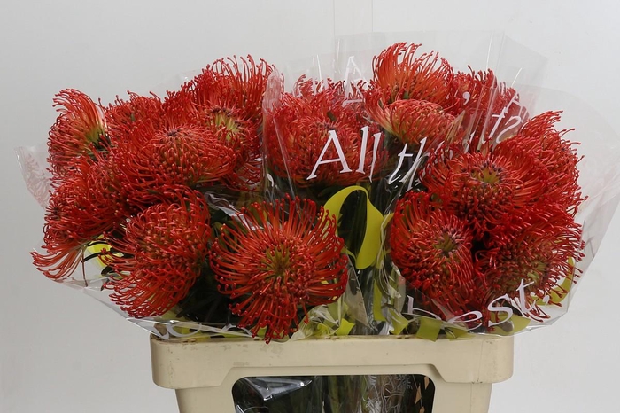 <h4>Nutans Succession</h4>