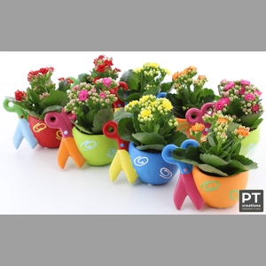 ARR KALANCHOE