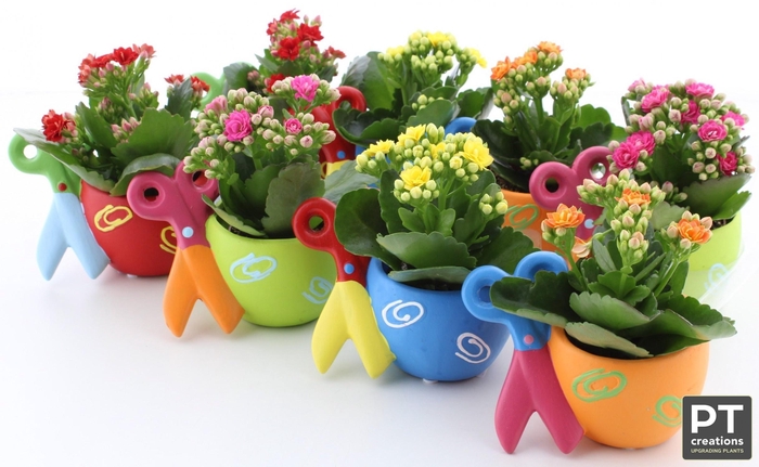 <h4>ARR KALANCHOE</h4>