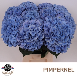HYDR M CH PIMPERNEL