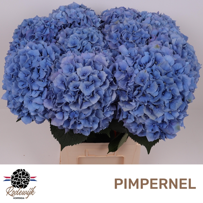 <h4>HYDR M CH PIMPERNEL</h4>