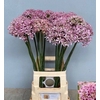 ALLIUM PINK JEWEL