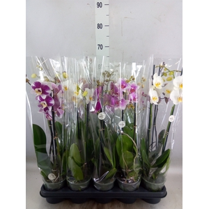 Phalaenopsis   ...mix