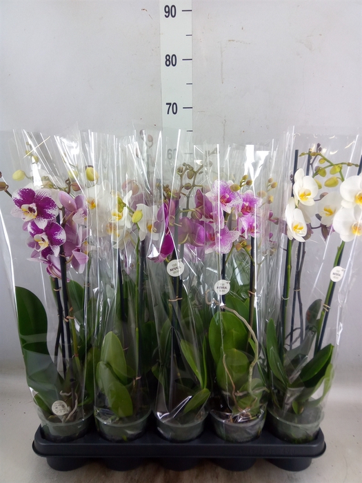 <h4>Phalaenopsis   ...mix</h4>
