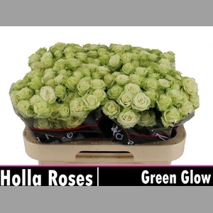 R TR GREEN GLOW