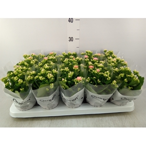 Kalanchoe  'RoseFlow Audrey'