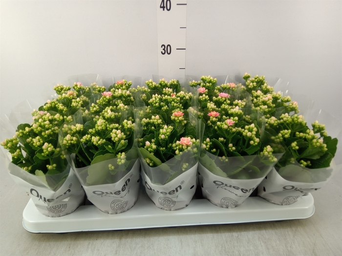 <h4>Kalanchoe  'RoseFlow Audrey'</h4>