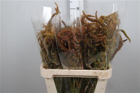 Amar Hot Biscuit Xxl