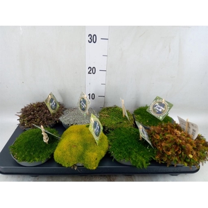 Vaste pltn   ...       [Perennials]