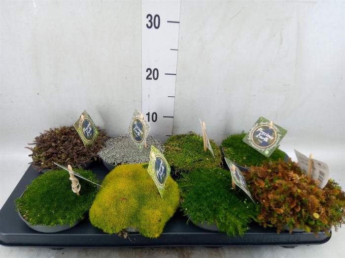 <h4>Vaste pltn   ...       [Perennials]</h4>